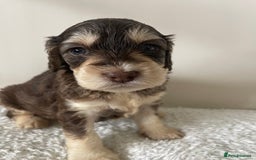 Cockapoo dogs for sale: Adorable F1 Cockerpoo puppies - Image 23