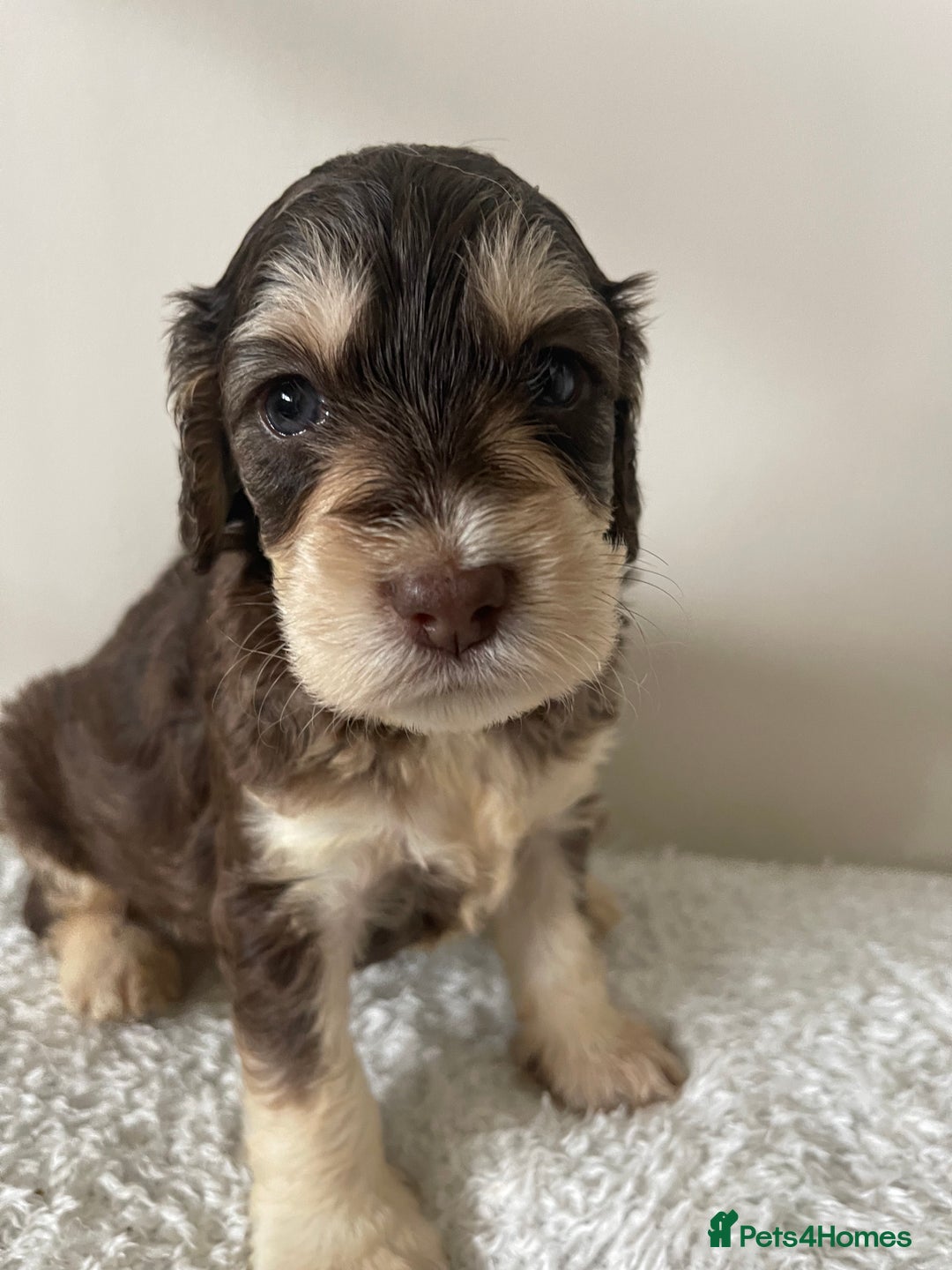 Cockapoo dogs for sale: Adorable F1 Cockerpoo puppies - Image 23