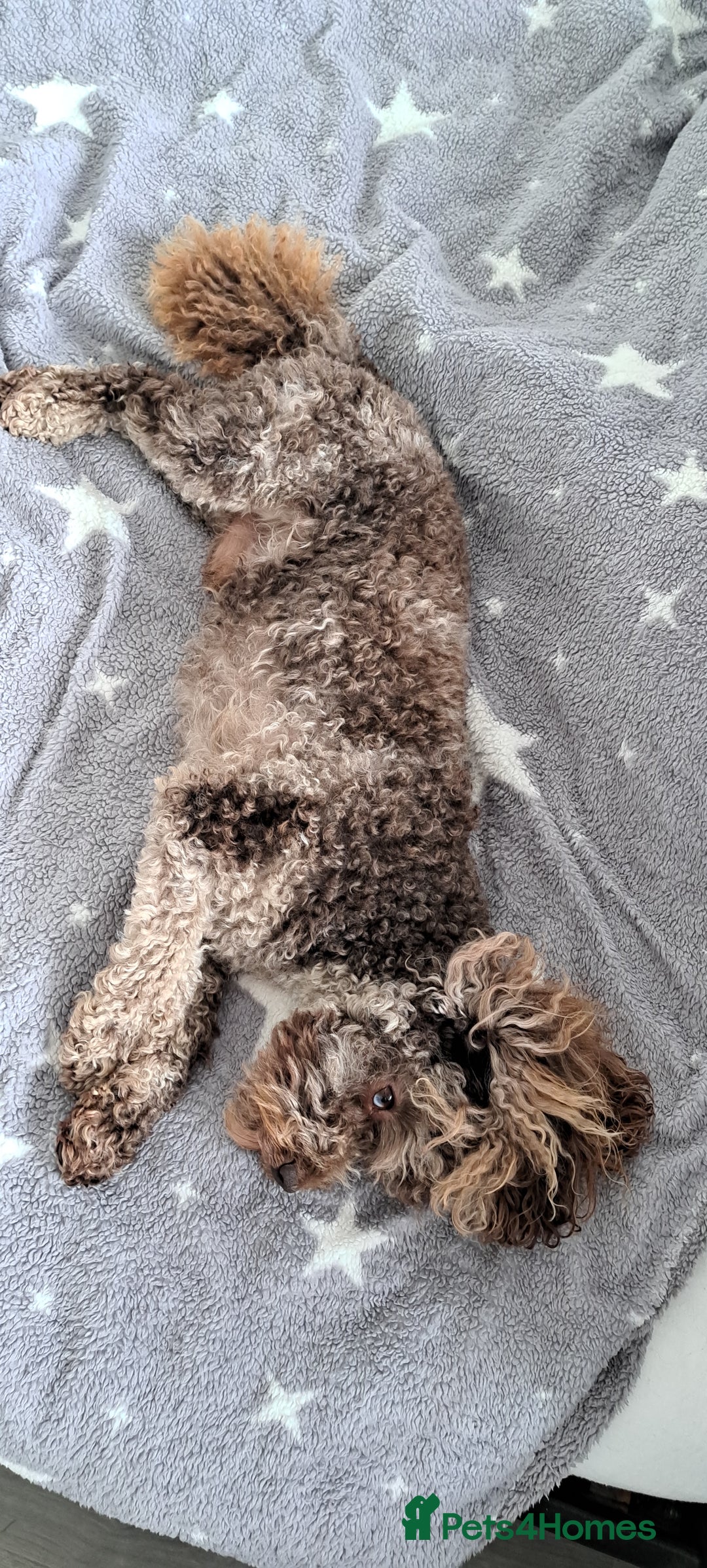 Cockapoo dogs for stud: cockapoo for stud merle DNA health tested, proven  in Bristol - Image 5