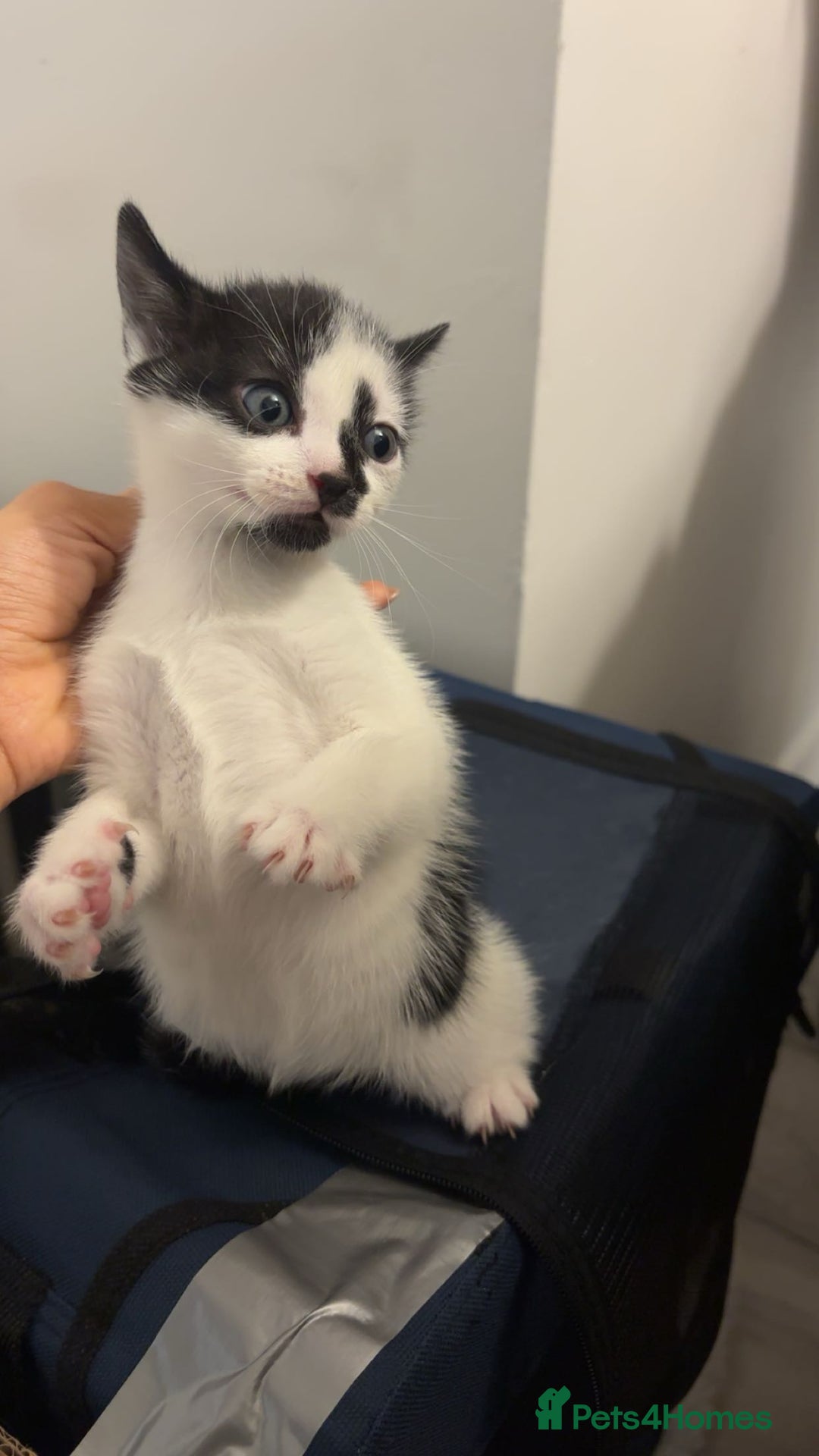 American Shorthair cats for sale: Kittens for Sale - Advert 15