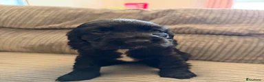 Cocker Spaniel 4