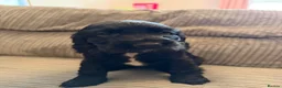 Cocker Spaniel dogs for sale: Beautiful show type cocker spaniel puppies - Advert 19