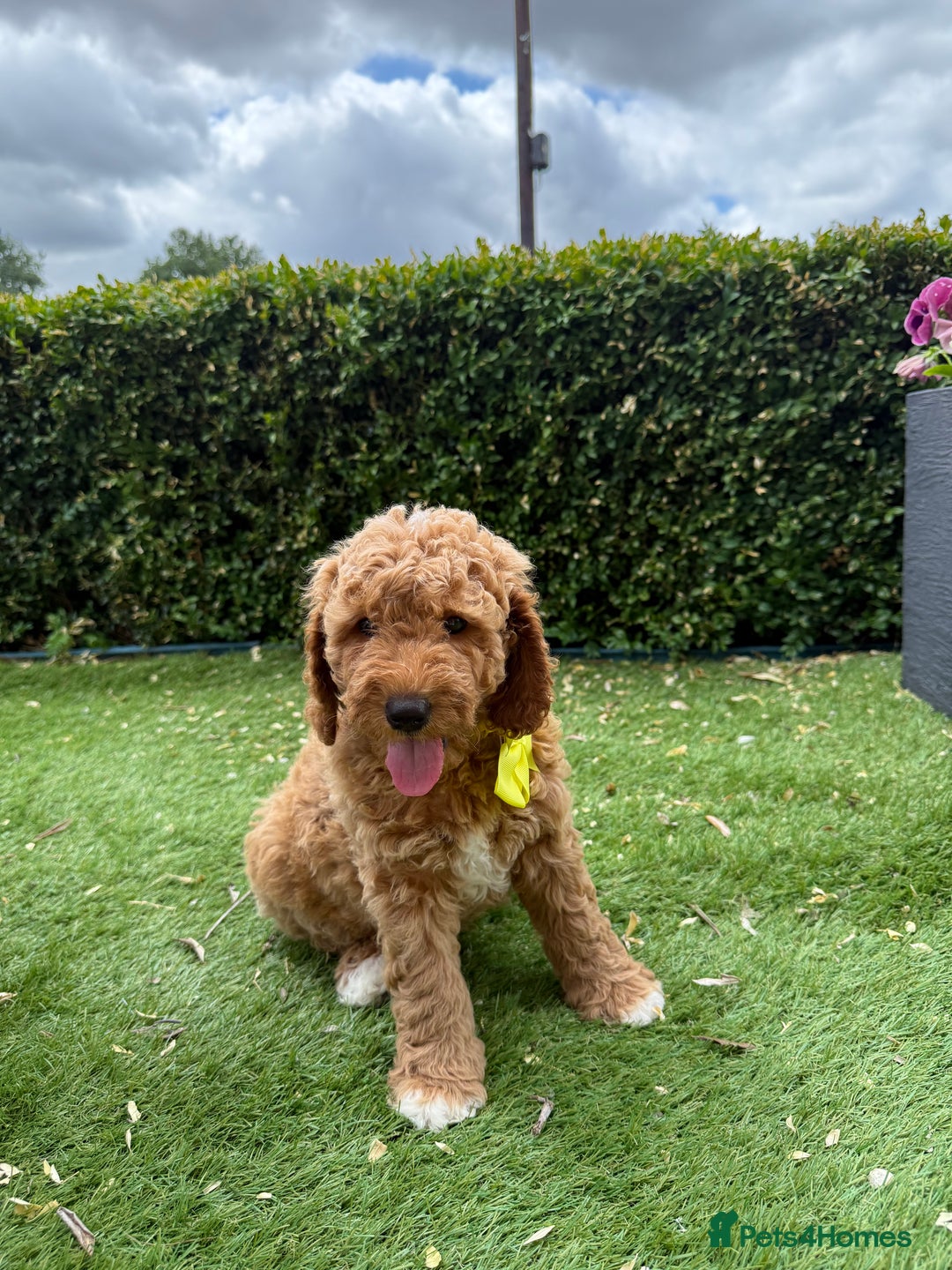 Poochon dogs for sale: Poochon puppies READY TO LEAVE 🐶  - Image 1