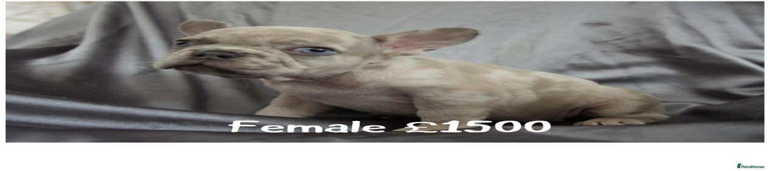 French Bulldog Puppy 1