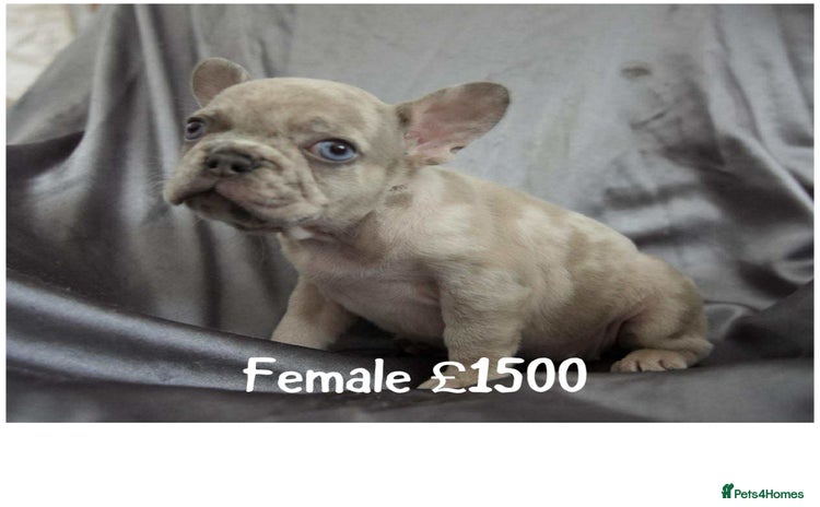 French Bulldog dogs for sale - Advert 2