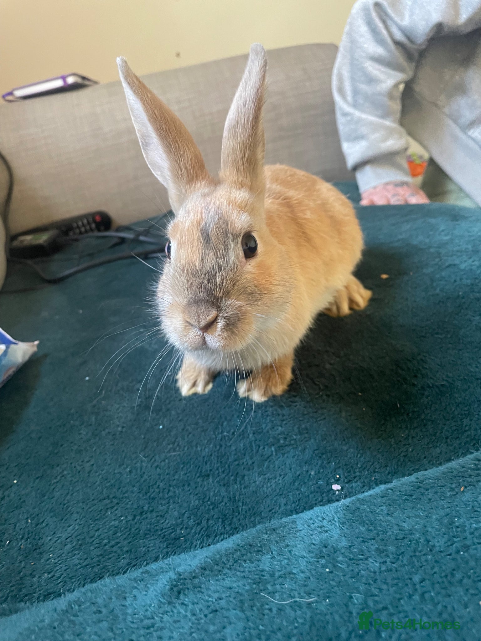 English rabbits Three 12 week old bunny’s need a good home - Advert 2