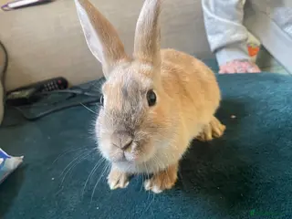 English rabbits Three 12 week old bunny’s need a good home - Advert 2
