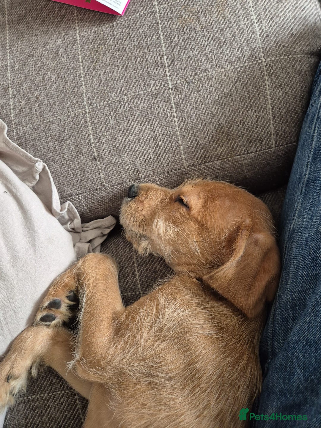 Mixed Breed dogs for sale: Ziggy - Image 4