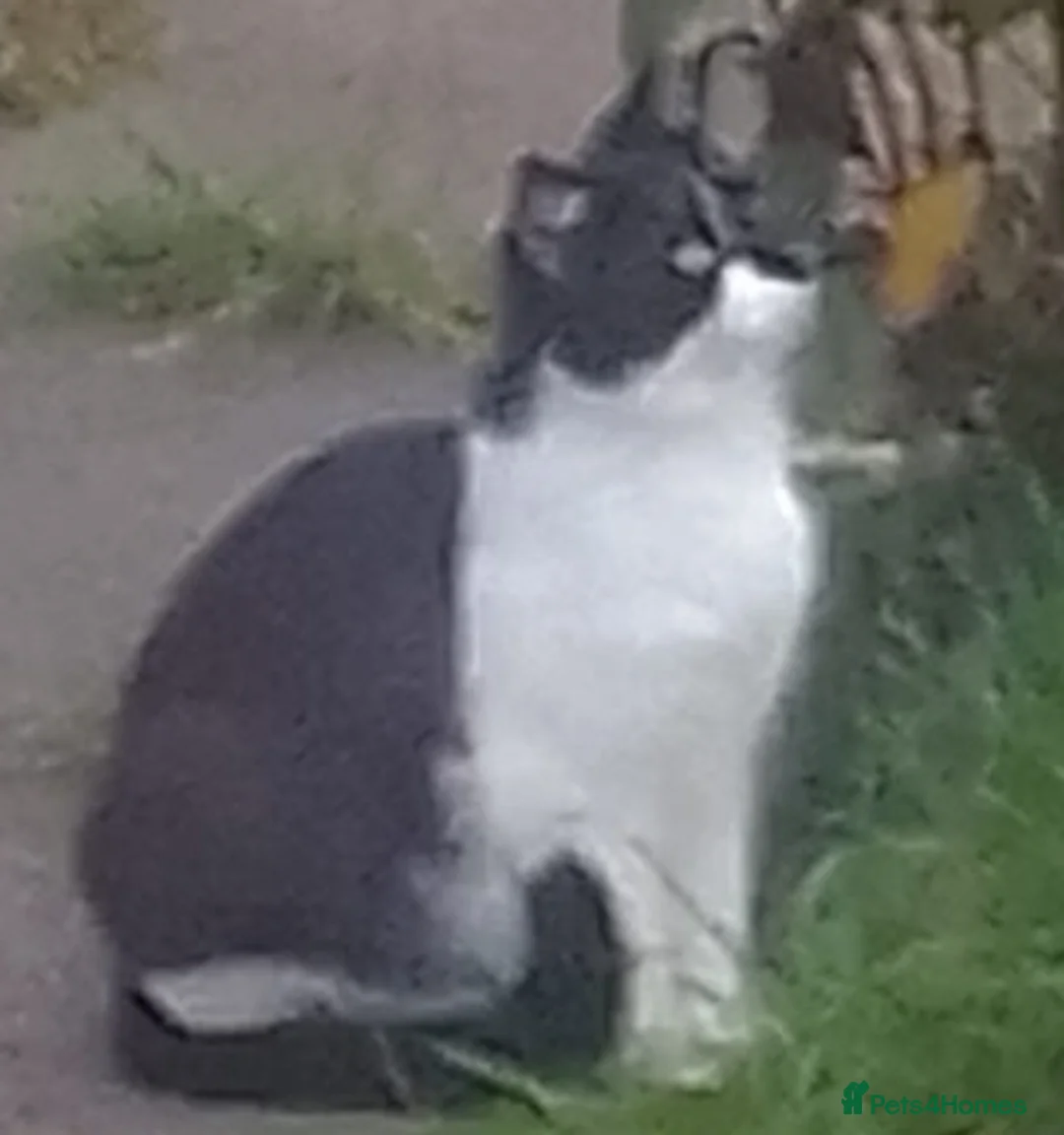 British Shorthair cats for sale: Kittens - Advert 1