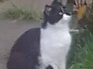 British Shorthair cats Kittens - Advert 1