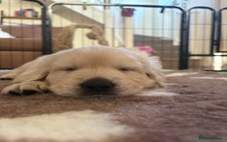 Golden Retriever dogs for sale: Golden Retriever Puppies  - Advert 4