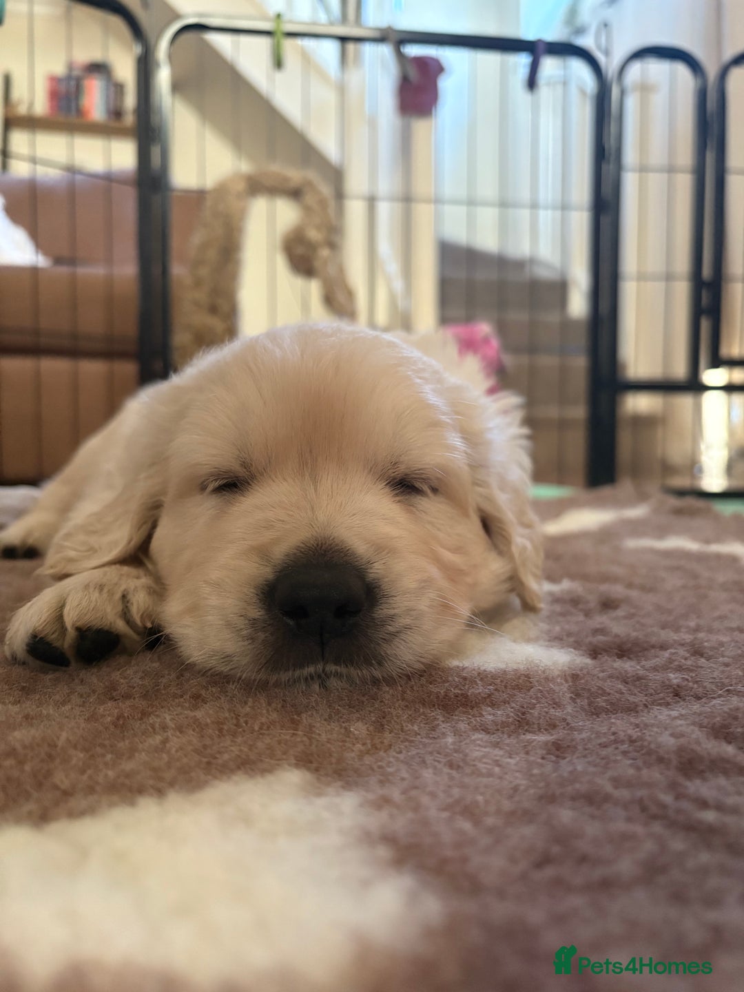 Golden Retriever dogs for sale: Golden Retriever Puppies  - Advert 4