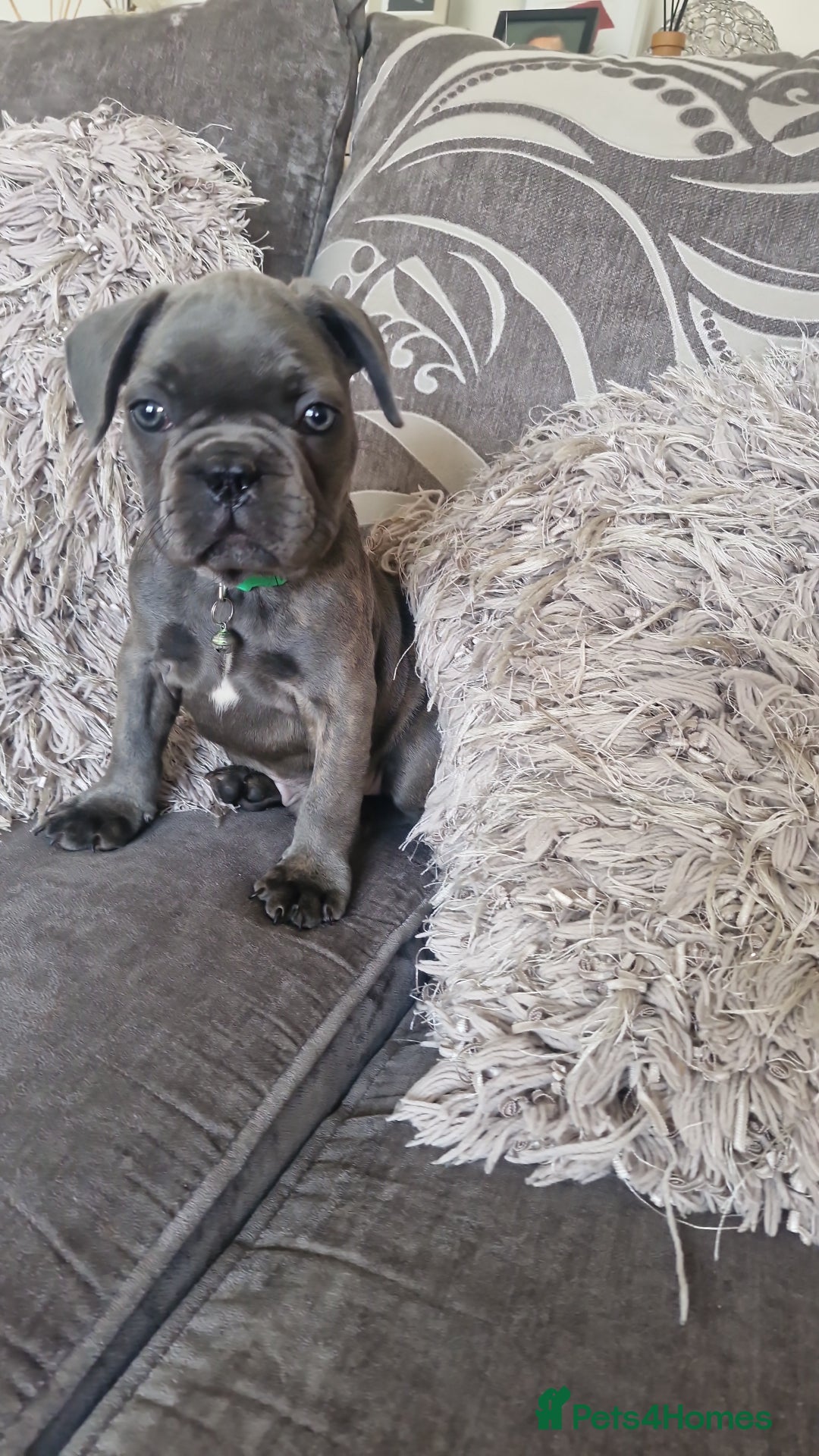 French Bulldog dogs for sale: Miss katie - Image 2