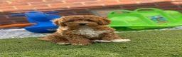 Toy Poodle dogs for stud: Stunning red poodle for stud - Advert 2