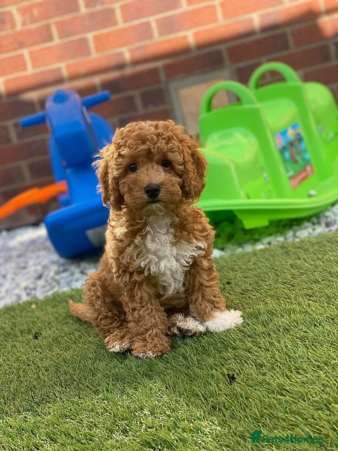 Toy Poodle dogs for stud: Stunning red poodle for stud - Advert 2