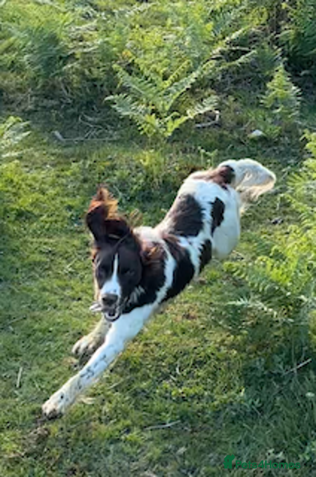 English Springer Spaniel dogs for stud: KC Reg Health Tested Springer Spaniel Stud Dog - Advert 11