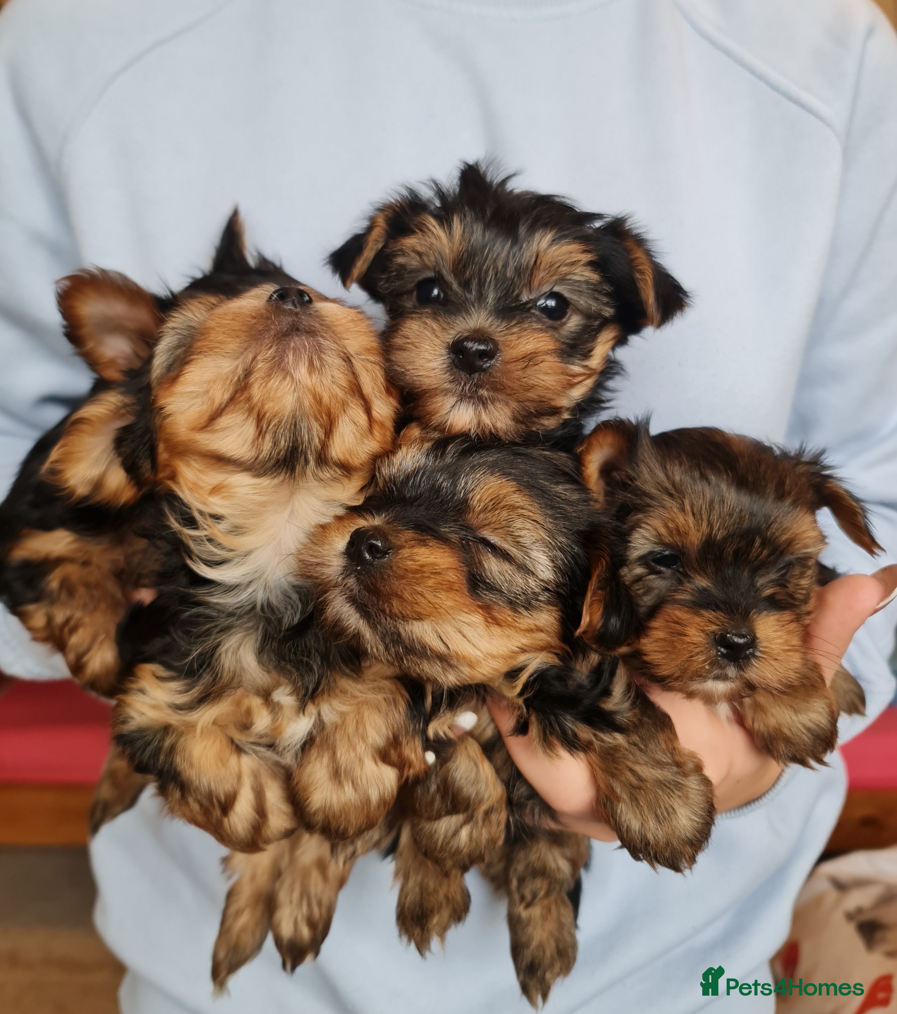 Yorkshire Terrier dogs Mini Yorkshire Terrier - Advert 17