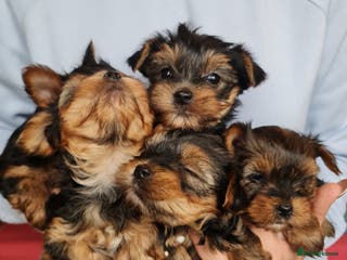 Yorkshire Terrier dogs Mini Yorkshire Terrier - Advert 15