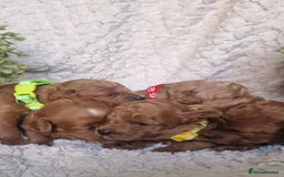 Cavapoo dogs for sale: Health tested stunning cavapoos - Advert 5