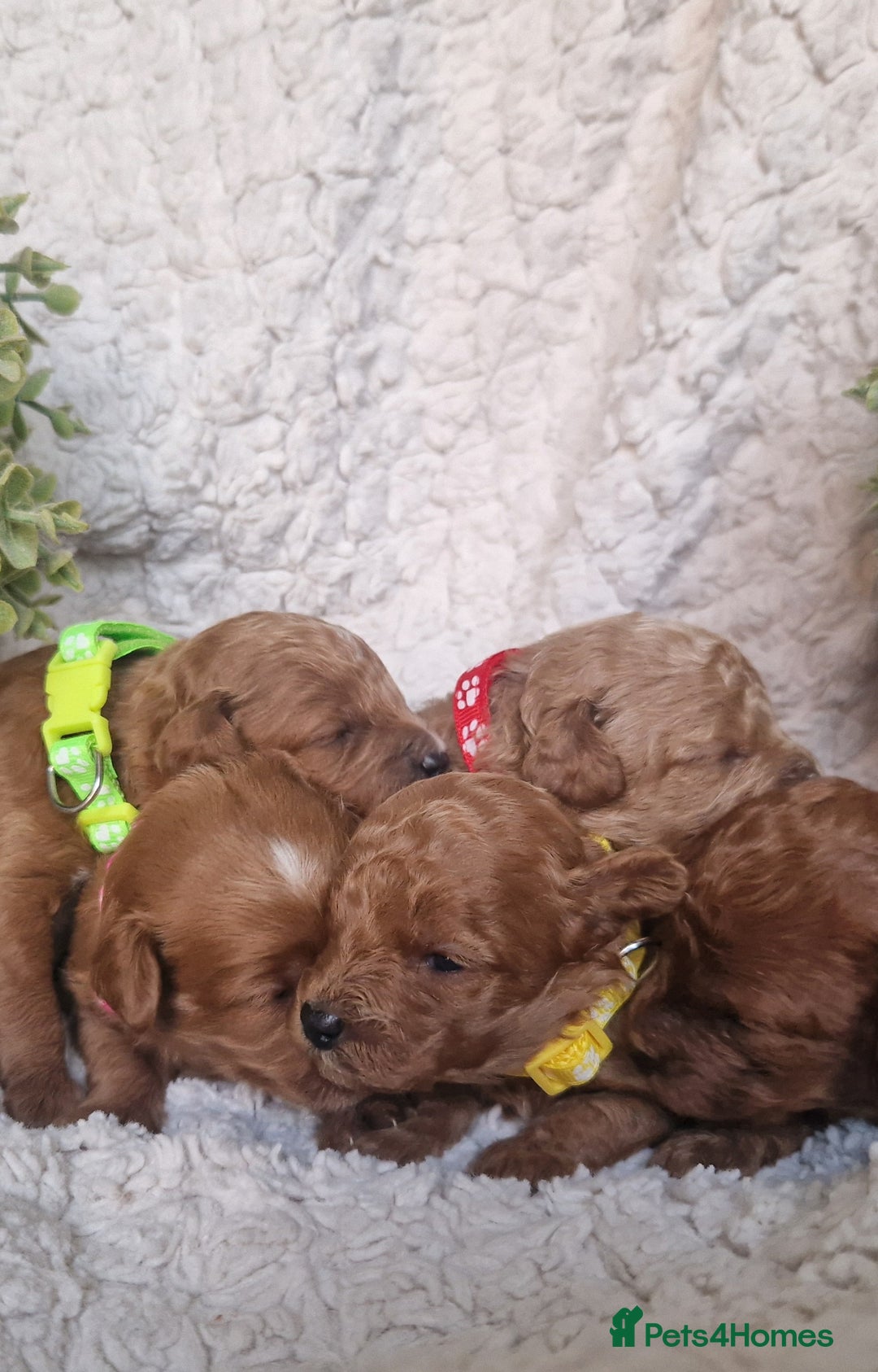 Cavapoo dogs for sale: Health tested stunning cavapoos - Advert 5
