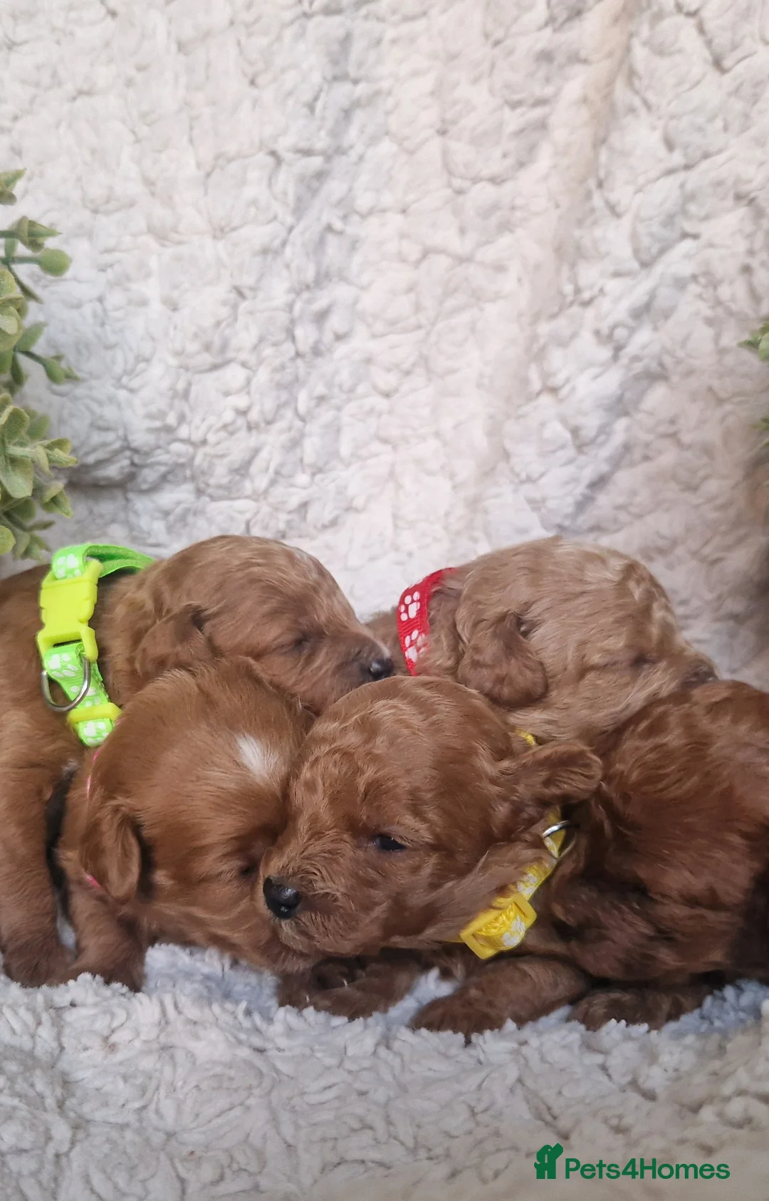 Cavapoo dogs for sale:  1 boy remaining. Health tested stunning cavapoos - Advert 7