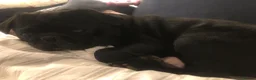 Pug dogs for sale: Pug - Loki  - Advert 2