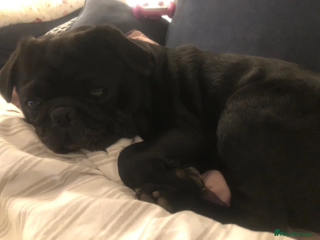 Pug dogs for sale: Pug - Loki  - Advert 2