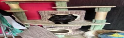Domestic Shorthair cats for sale: Bugsy - Advert 3