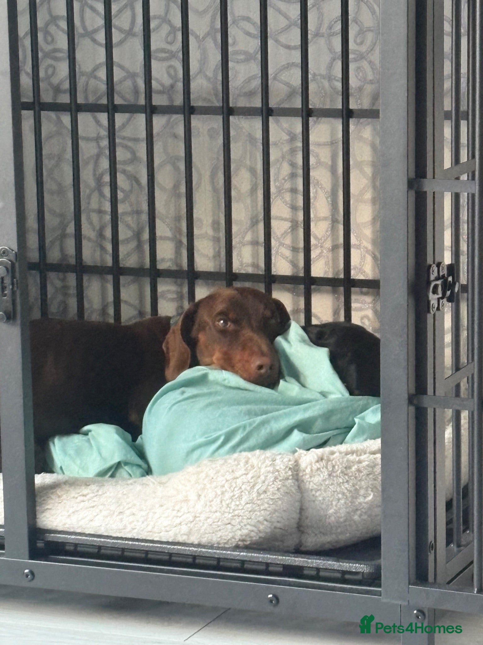 Dachshund dogs One year old Dachshund  - Advert 1