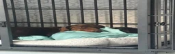 Dachshund dogs for sale: One year old Dachshund  in Hull - Advert 1