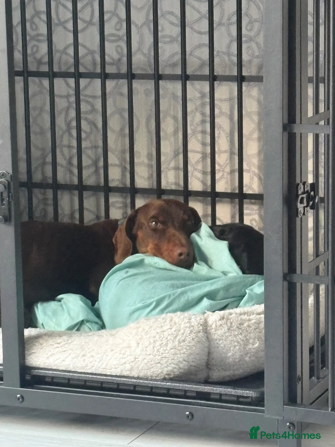 Dachshund dogs for sale: One year old Dachshund  in Hull - Advert 1