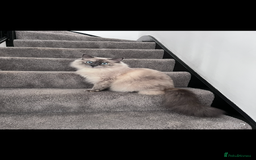 Ragdoll cats for sale: Mother (10) & Daughter (4) - Image 5