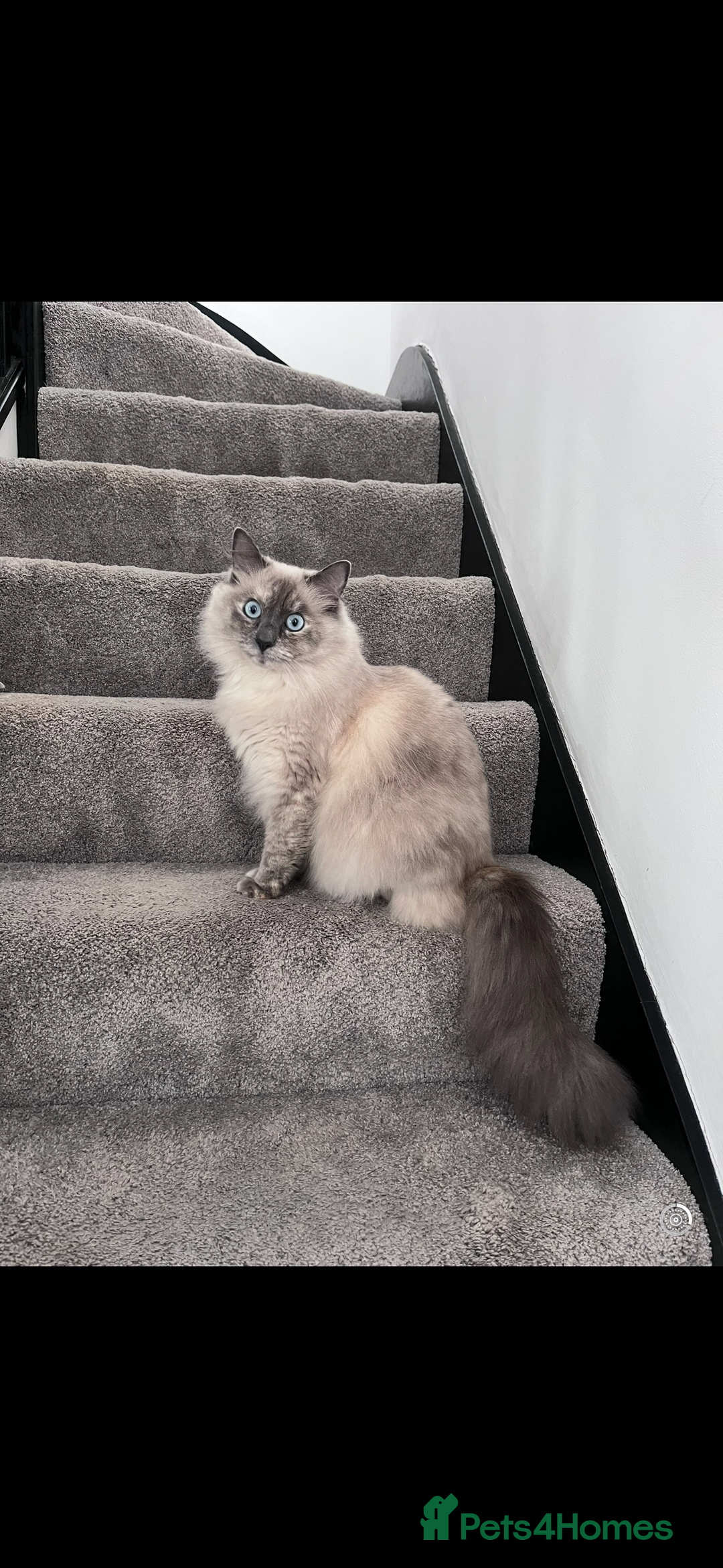 Ragdoll cats for sale: Mother (10) & Daughter (4) - Image 5
