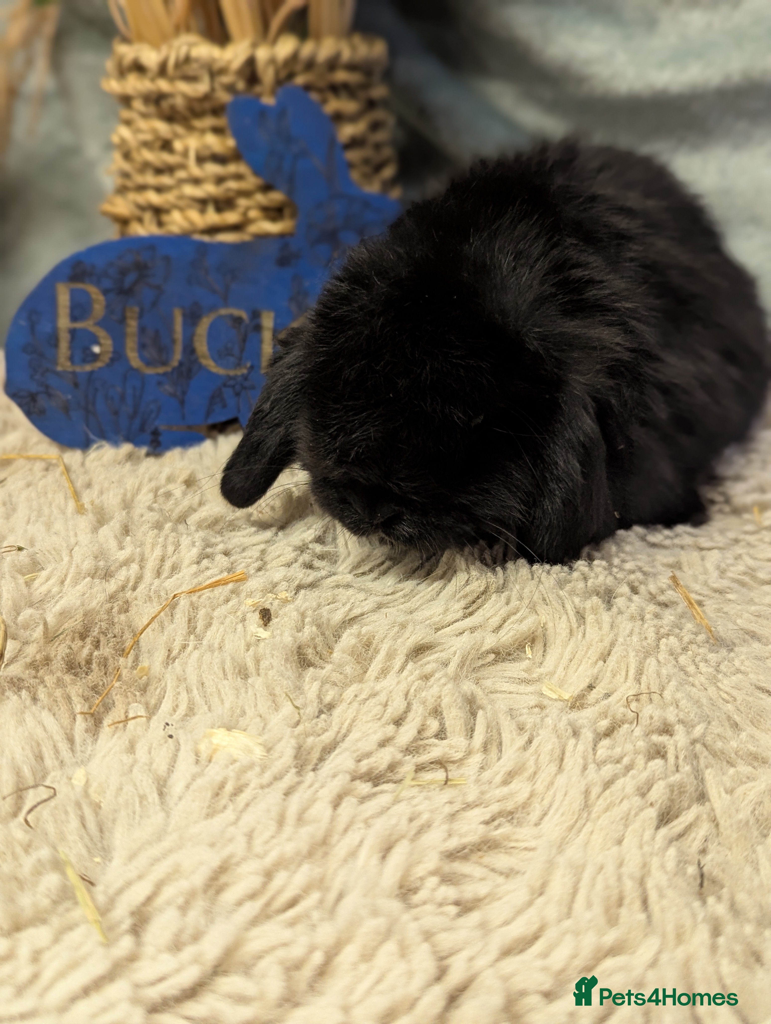 Mini Lop rabbits Mini lops - Advert 12