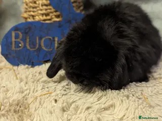 Mini Lop rabbits Mini lops - Advert 12