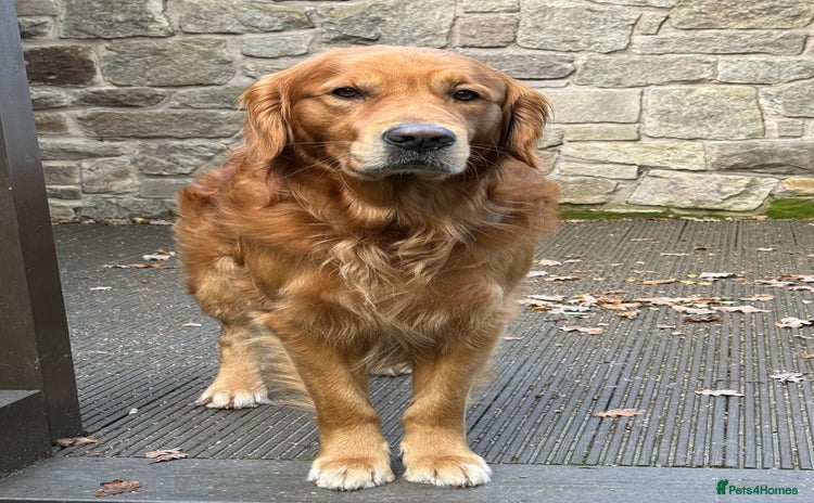 Golden Retriever dogs - Advert 1