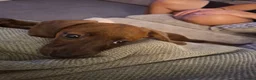 Dachshund dogs for sale: 9 month old daschound boy  - Advert 3