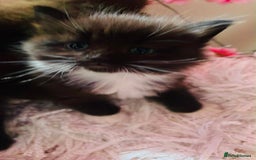 Ragdoll cats for sale: Ragdoll mix - Image 2