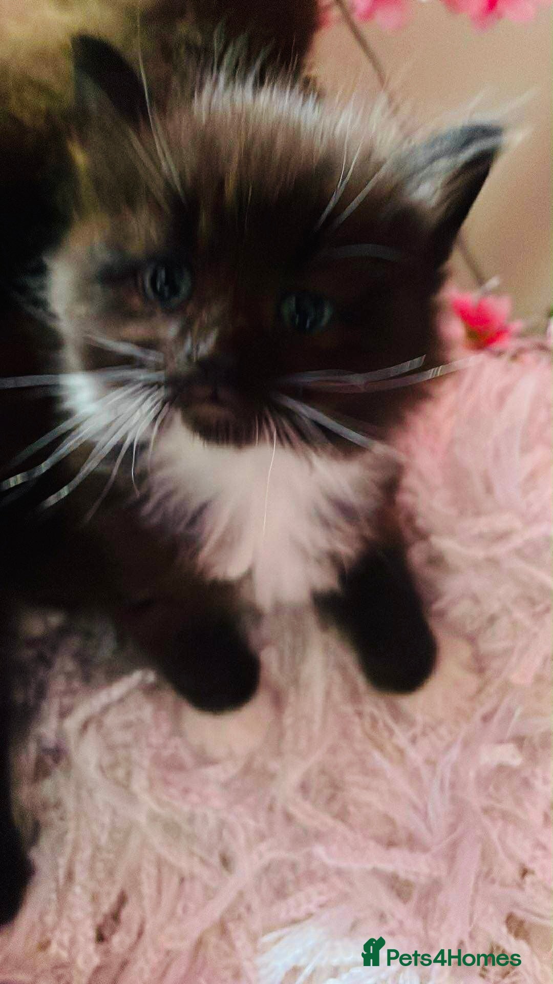 Ragdoll cats for sale: Ragdoll mix - Image 2