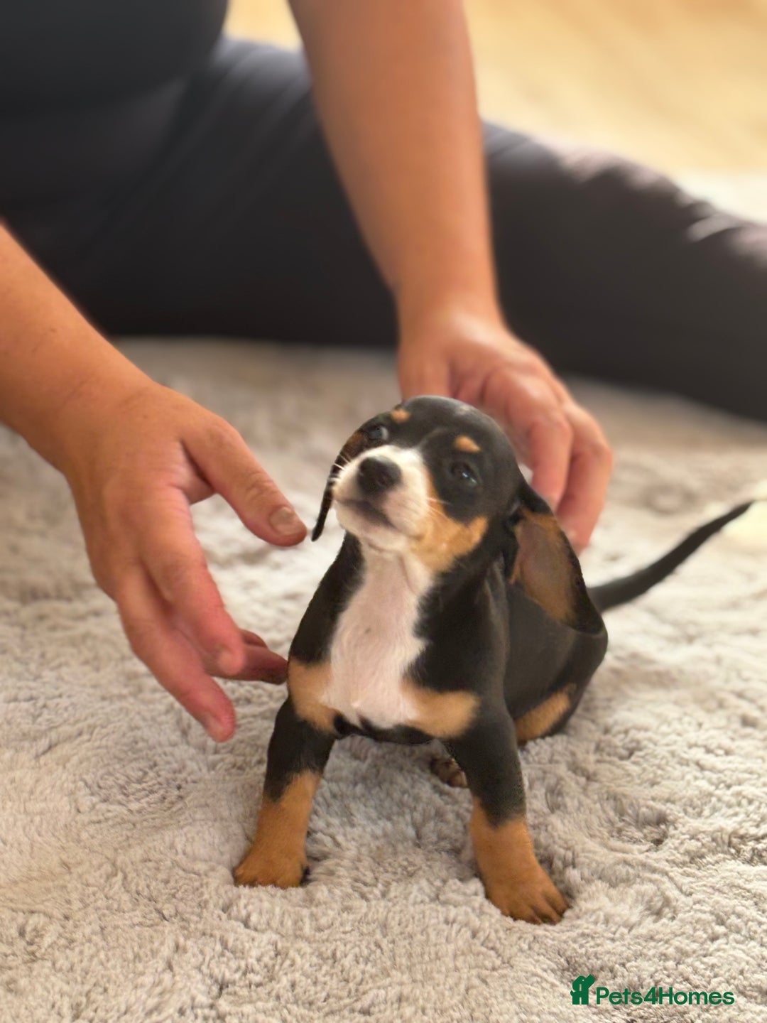 Miniature Dachshund dogs for sale: minature dachshund puppies available  - Image 6