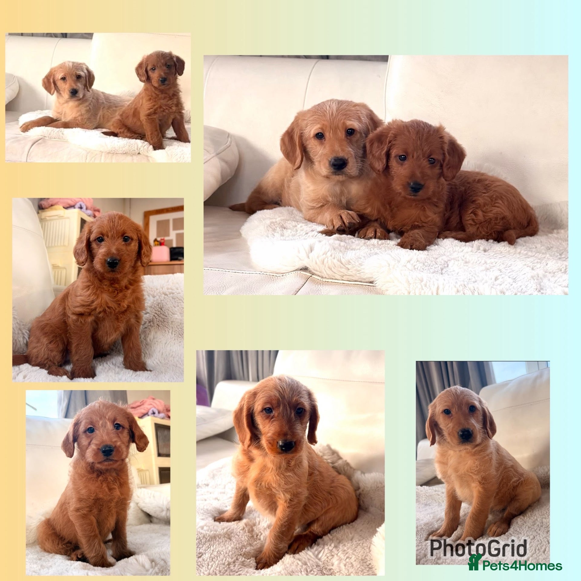 Labradoodle dogs for sale: F1 miniature Labradoodles  - Advert 2