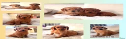 Labradoodle dogs for sale: F1 miniature Labradoodles  - Advert 2