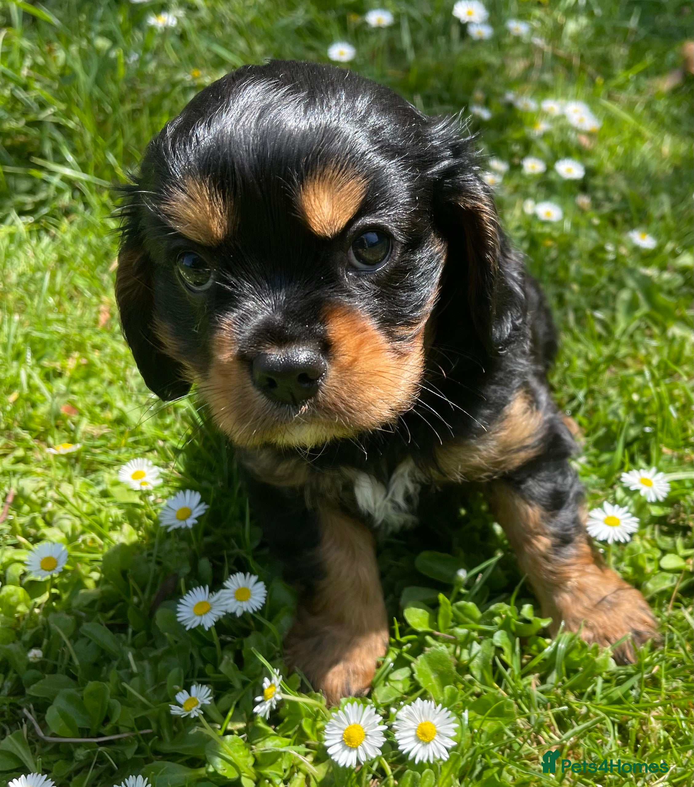 Cavalier King Charles Spaniel dogs Quality Cavalier King Charles puppy  - Advert 2