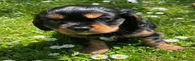 Cavalier King Charles Spaniel Puppy 1