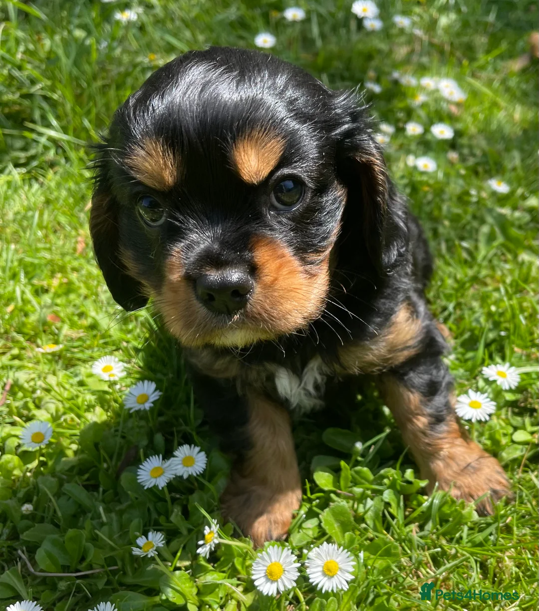Cavalier King Charles Spaniel dogs for sale: Quality Cavalier King Charles puppy  - Advert 2