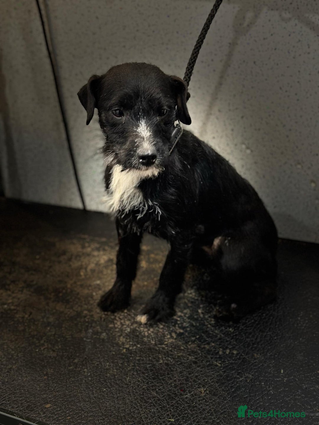 Patterdale Terrier dogs for sale: Patterdala female  - Advert 2