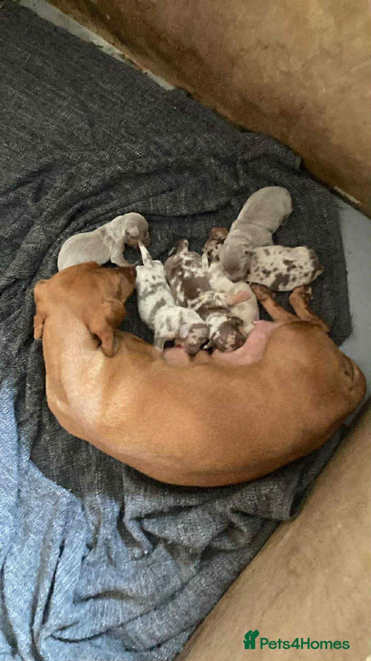 Miniature Dachshund dogs 6 adorable miniature dachshund  - Advert 1