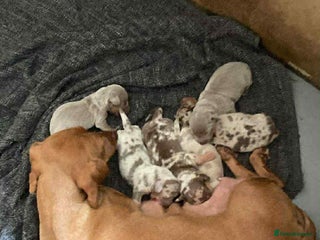 Miniature Dachshund dogs 6 adorable miniature dachshund - Advert 1