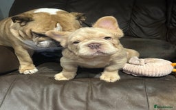 French Bulldog dogs for sale: 2 fluffy French Bulldogs puppies left - Image 6