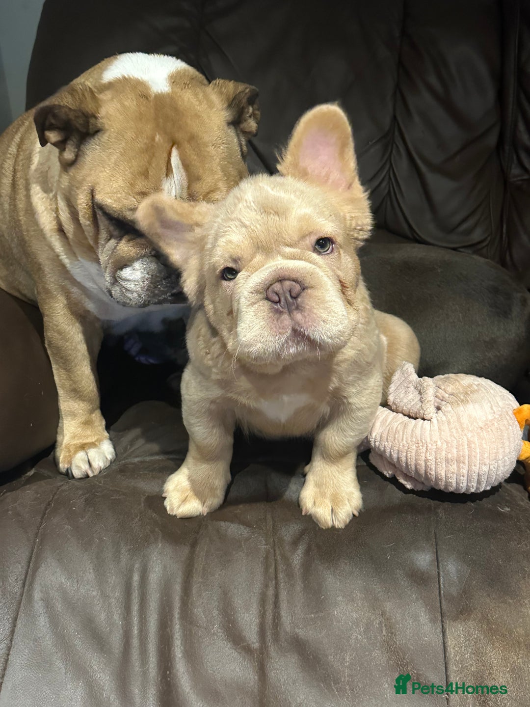 French Bulldog dogs for sale: 2 fluffy French Bulldogs puppies left - Image 6